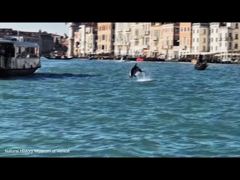 Видео: Дельфин уже четыре месяца гостит в водах Венеции
