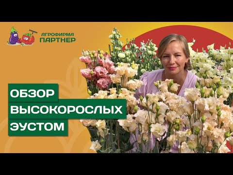 Видео: ОБЗОР И СРОКИ ПОСЕВА ВЫСОКОРОСЛЫХ СРЕЗОЧНЫХ ЭУСТОМ