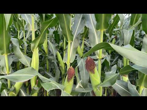 Видео: 04.08.21 Живлення кукурудзи. Питання-відповідь.