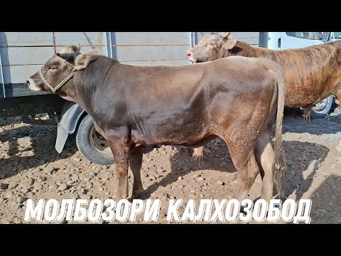 Видео: 🤣НАВОРА БЕРАХМШ🤣.МОЛБОЗОРИ КАЛХОЗОБОД (Н.Ч.БАЛХИ). 2 октября 2025 г