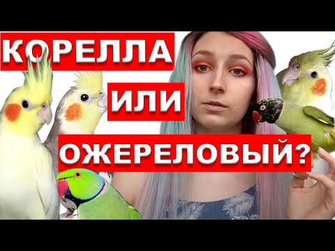 Видео: КОРЕЛЛА ИЛИ ОЖЕРЕЛОВЫЙ КТО ЛУЧШЕ? КАКОГО ПОПУГАЯ ЗАВЕСТИ ДОМОЙ?