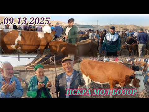Видео: ИСКРА ШАНБИ БОЗОРДА КАТА МОЛ МАЙДА МОЛ НАРХЛАРИ 🐃🐂🦬🐄🐏🐑🐐
