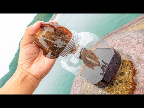 Видео: Жить кальмар в соевый соус