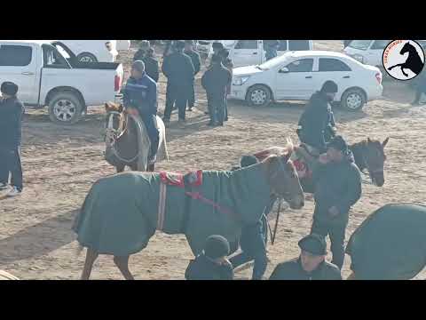 Видео: 26 январ 2025 ж Қоңырат Районы Ерлан фермердің сүндет тойы бәйге