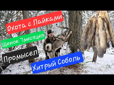 Видео: Охота с Лайками / Первая работа щенка 7мес / Промысел / Хитрый соболь