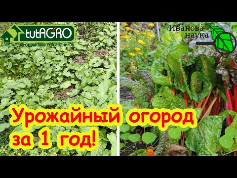 Видео: ПОДНЯЛ ЦЕЛИНУ БЕЗ УСИЛИЙ, ГЕРБИЦИДОВ и ПЕРЕКОПКИ: твердый дерн стал как пирожное! Ни одного сорняка.