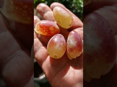 Видео: 900004489.Ниҳолҳои ангур барои фуруш. 1 моҳ пас метавонед харидорӣ намоед кишмишҳо амрико 200 сомони