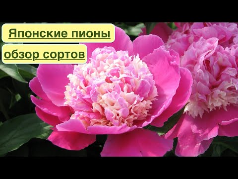 Видео: ЯПОНСКИЕ ТРАВЯНИСТЫЕ ПИОНЫ. ОБЗОР КРАСИВЫХ СОРТОВ. Japanese herbaceous peonies