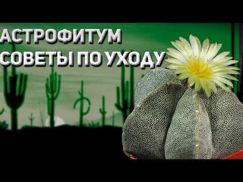 Видео: Кактусы. Астрофитум. Советы по уходу