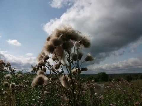 Видео: Пчеловодство. Когда полностью снимать магазины и медовые корпуса?