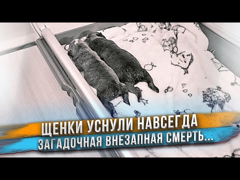 Видео: Щенкам резко стало плохо и они умерли одновременно 😲