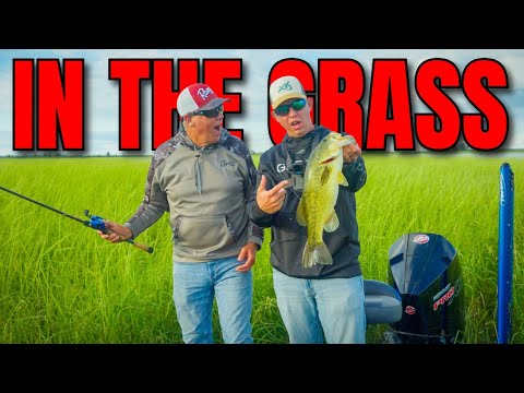 Видео: Лягушки и перевёртыши с папой! — Разбираемся в заливе Сагино