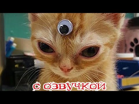 Видео: Приколы с котами! - С ОЗВУЧКОЙ! Самые смешные животные! Смешные коты! Засмеялся подписался!