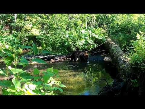 Видео: Медведь обреченный на смерть.