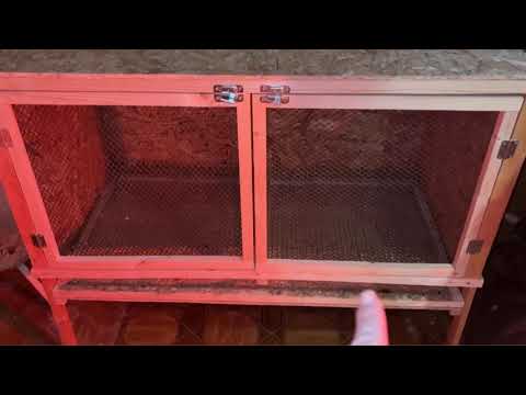 Видео: РАЗВЕДЕНИЕ И СОДЕРЖАНИЕ ПЕРЕПЕЛОВ |  ПЕРЕПЕЛА ДЛЯ НАЧИНАЮЩИХ | НАШ ОПЫТ