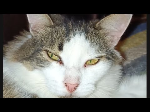 Видео: Наши вечерние посиделочки🥰#приютсолнышко 🌞🐕🐈🐶🐱🙏❤️