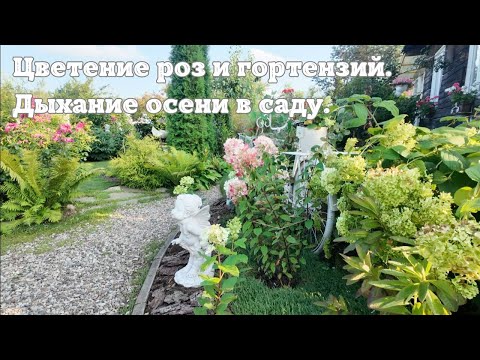 Видео: Цветение роз и гортензий. Дыхание осени в саду.