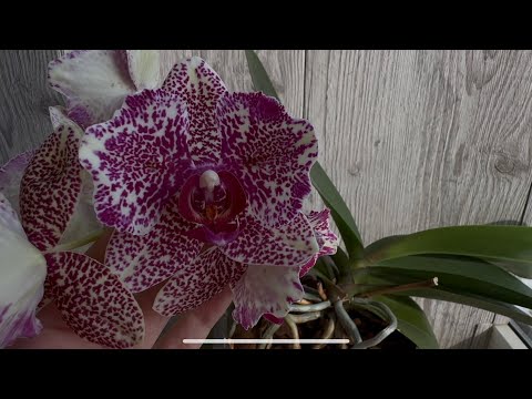 Видео: Орхидеи продолжают распускаться. Мои полки преображаются🤗💐