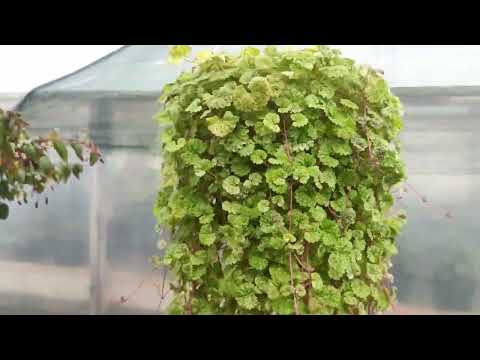 Видео: Будра мраморная и вариегатная.