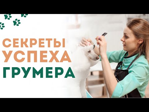 Видео: Вебинар Анны Шишкиной "Профессия грумер. Секреты успеха" 30 января 2020 г.