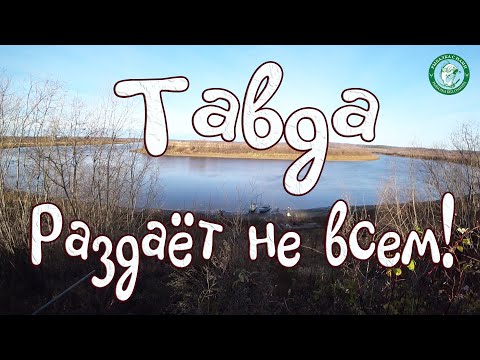 Видео: ЯЗЬ ШАРАШИТ НА ЧЕРВЯ, НАЛИМ НА ФИДЕР, ЩУКА НА СПИННИНГ! УХА, ЖАРЁХА, БАРЖА, СНЕГ, РЫБАЛКА НА ТАВДЕ!