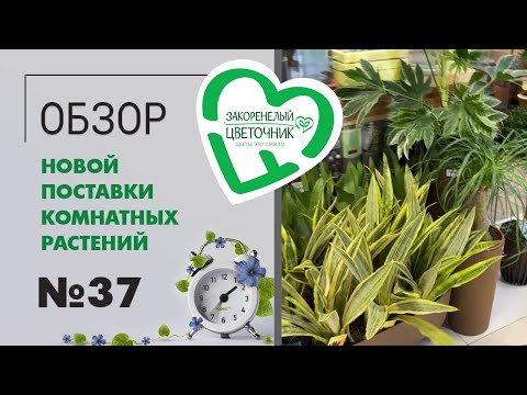 Видео: #37 Обзор новой поставки комнатных растений | Адениум, суккуленты, сингониумы, шеффлеры, папоротники