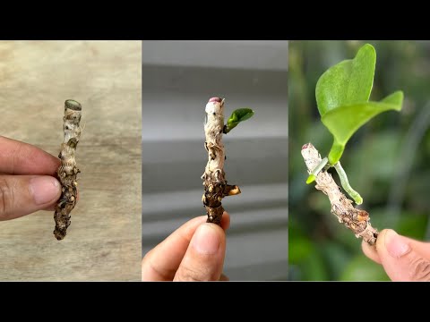 Видео: Знай этот секрет! Ты мгновенно размножишь любую орхидею