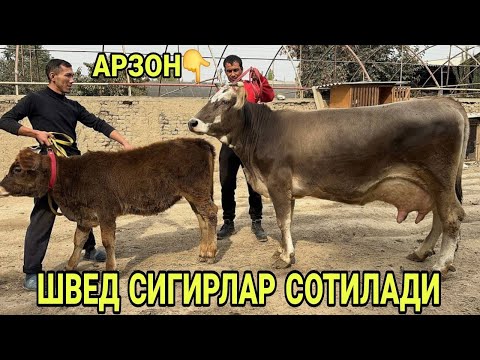 Видео: ШВЕД ОЛА КОРА ЁШ СУТЛАРИ 15 л ДАН СИГИРЛАР СОТИЛАДИ SOTILADIGON SIGIRLAR NARXLARI 21 октября 2025 г