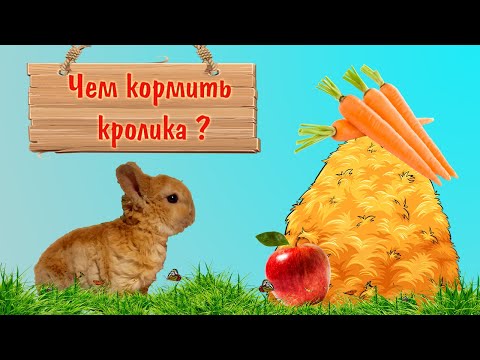 Видео: Чем кормить маленького декоративного кролика и чем кормить нельзя