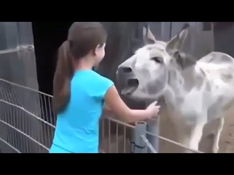 Видео: Животные Вернулись к Хозяевам СПУСТЯ ГОДЫ! 😢 Встреча с Животными После Долгой Разлуки