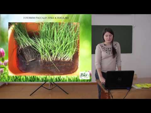 Видео: Выращивание лука и чеснока