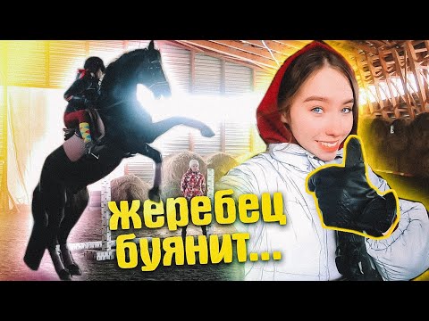 Видео: ПЕРВЫЙ РАЗ со ШПОРАМИ! Тренировка с привязанными стременами VLOG