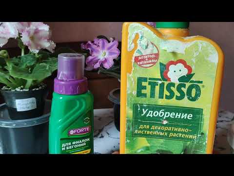 Видео: Купила новое удобрение для фиалок. Две мои химеры.
