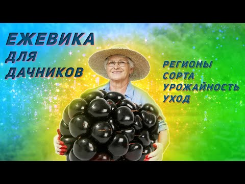 Видео: Выращивание ежевики на даче