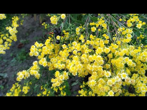 Видео: Прогулянка садом.👫👭🧑‍🤝‍🧑 Підсумки по новим рослинам.🤔