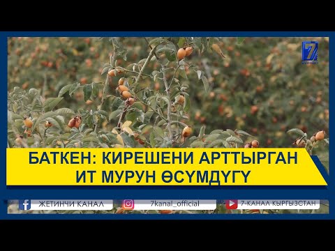 Видео: БАТКЕН: КИРЕШЕНИ АРТТЫРГАН ИТ МУРУН ӨСYМДYГY