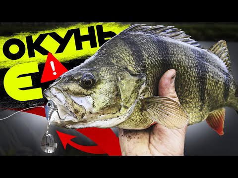 Видео: Полювання за окунями-кавунами. що робити, якщо окунь не клює?!