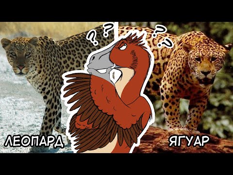 Видео: ТОП 10 ДВОЙКИ ЖИВОТНИ, които често БЪРКАМЕ