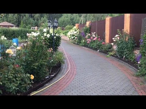 Видео: Розы.🌹🌹🌹Что делать если розы замёрзли или плохо вышли из зимы. ??? 🌹🌹🌹