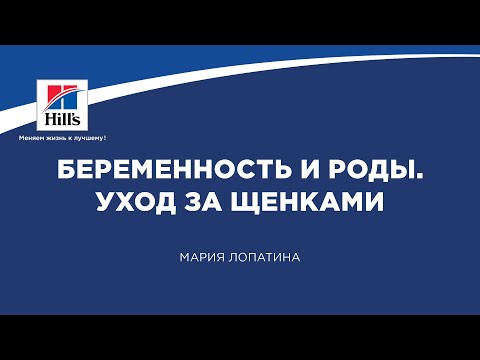Видео: Вебинар на тему: «Беременность и роды. Уход за щенками». Лектор – Мария Лопатина