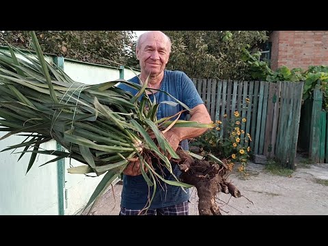 Видео: Екстремальне викопування юки. Сходинка у світ.