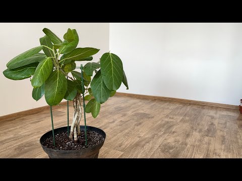 Видео: 4 айдан кейінгі НӘТИЖЕ 🤗👍ТОПЫРАҚ ЖАҢАЛАУ✅ЕРЕКШЕ ТОПЫРАҚ ҚҰРАМЫ❗️2-бөлім #фикус #бөлмегүлдері