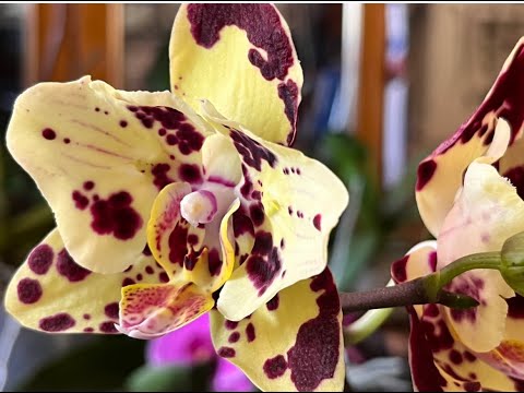 Видео: ПЕРЕСАДКА 3-Х ОРХИДЕЙ.СПАНЧ БОБ "БАБОЧКА" и другие орхидеи.