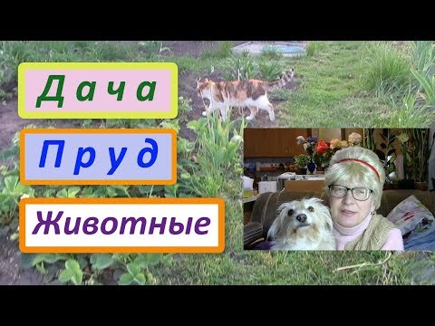 Видео: Дача, пруд, кошки и собака. Погода улучшилась, у рыбок появился аппетит