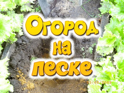 Видео: Огород на песке. Не на суглинке, не на торфянике, они питательны, а просто на песке.