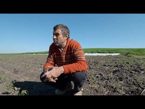 Видео: БЪЛГАРСКАТА ГРАДИНАРСКА ТРАДИЦИЯ част 31