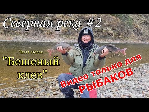 Видео: Бешеный клев крупного хариуса/Завистливым не смотреть/Труднодоступная северная река #2