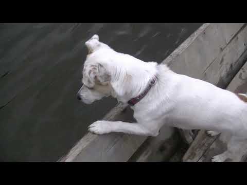 Видео: Рыбалка на хариуса. Таёжный быт. Тимоха на рыбалки. Судоверфь. Коми край. Ukhta.