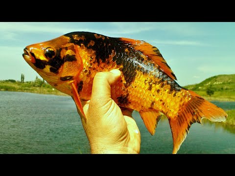 Видео: Риболов на езерото ,,Баластриера,, България