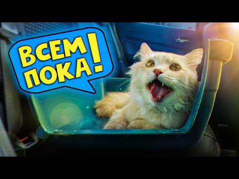 Видео: Спасение рыжего кота. Последние дни с рыжиком / SANI vlog